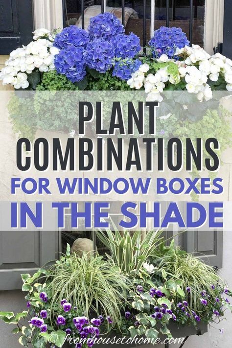 These window box ideas for shade are inspired by the gorgeous flower boxes in Charleston. With lots of tips on how to design your own beautiful window boxes, you'll have the best curb appeal in your neighborhood. #fromhousetohome #flowerboxes #garden #plants  #containers #gardening Window Box Ideas, Impatiens Plant, Flower Combinations, Window Box Plants, Window Box Garden, House To Home, Window Box Flowers, Cascading Flowers, Window Planters