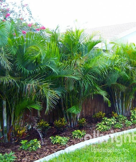 Planter Beds Along Fence, Golden Palm Tree, Pygmy Palm Landscaping, Palm Tree Base Landscaping, Fenceline Landscaping Ideas Privacy, Golden Cane Palm Garden, Areca Palm Outdoor Landscape, Palm Landscaping Ideas, Florida Backyard Landscaping