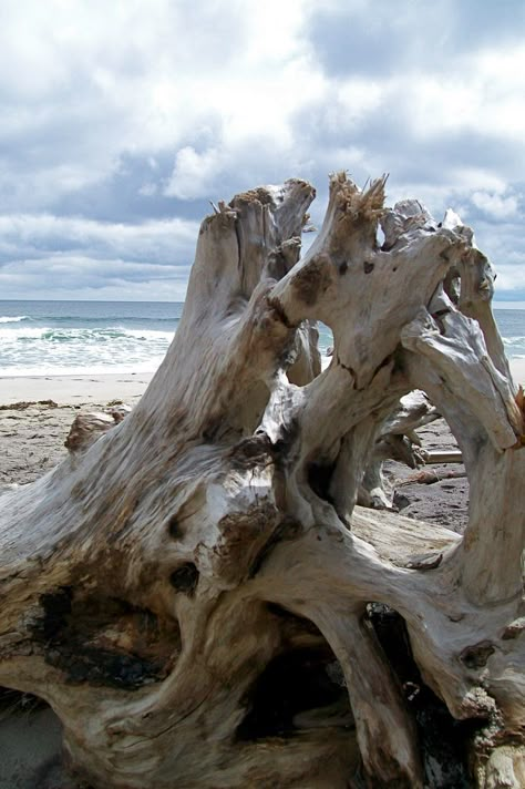 Cape Cod beaches. Many, many hours walking, beach combing, and photographing! Driftwood On Beach, Scifi Artwork, Walking Beach, Mountain Tree, Cape Cod Beaches, Sea Scapes, Background References, Driftwood Beach, Tree Sketches