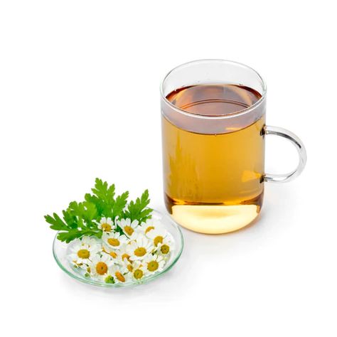 6 Top Feverfew Uses and Benefits - Euphoric Herbals Benefits Of Feverfew, Fever Few Benefits, Feverfew Uses, Feverfew Benefits, Feverfew Plant, Holistic Herbs, Headache Remedy, Menstrual Relief, Fever Relief