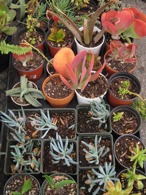 succulents in containers Garden Fundraiser Ideas, School Greenhouse, Preschool Garden, Farm School, Plant Seedlings, School Fundraisers, School Garden, Succulents In Containers, Garden Club