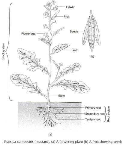 Mustard Mustard Plant Drawing, Mustard Seed Plant, Plant Diagram, Mustard Plant, Himalayas Nepal, Yellow Mustard Seeds, Mustard Seeds, Plant Science, Live Cricket