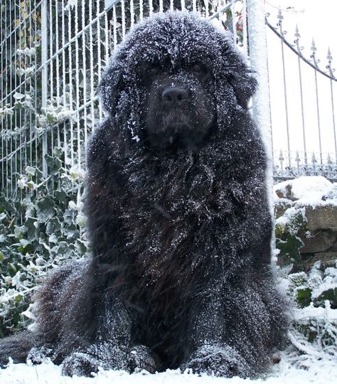 newfoundlander Brown Newfoundland Dog, Newfoundland Dog Puppy, Newfie Dog, Newfoundland Puppies, Newfoundland Dogs, Terra Nova, Newfoundland Dog, Large Dog Breeds, Fluffy Animals