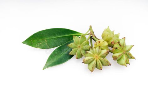 Fresh star anise. On white background , #spon, #star, #Fresh, #anise, #background, #white #ad Anise Star, Star Anise, Background White, Licorice, White Background, Plant Leaves, Photo Image, Herbs, Stock Photos