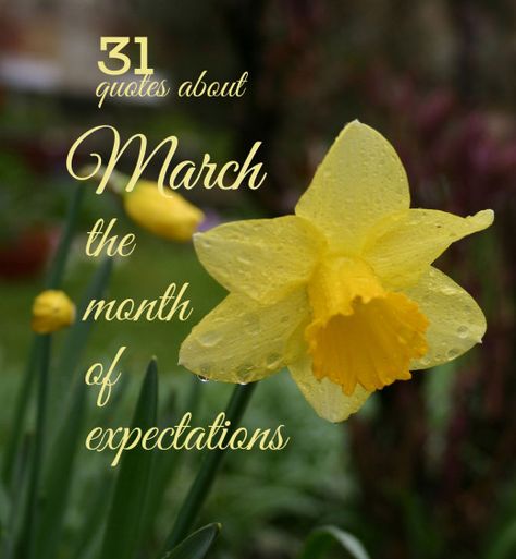 The daffodil is the official flower of the month of March. (Photo by Bertil Videt) Month Of March Quotes Inspiration, March Blessings Quotes, March Quotes Month Of, March Quotes Inspirational, Quotes About March, Month Of March Quotes, March Blessings, March First, March Images