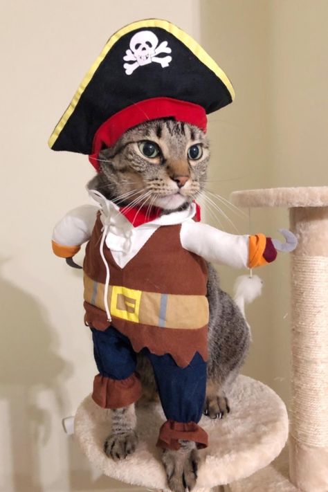 Cat Halloween Costume Pet, Cute Cat Costumes, Pirate Dog, Cute Halloween Costume, Cat Halloween Costume, Cat Costume, Up Party, Funny Costumes, Cute Halloween Costumes