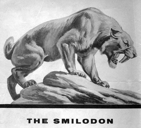 Smilodon Saber Tooth Cat Art, Dinosaur Cat Drawing, Saber Tooth Tiger Drawing, Smilodon Art, Smilodon Fatalis, Sabertooth Tiger, Tiger Sketch, Dinosaur Sketch, Lion Artwork