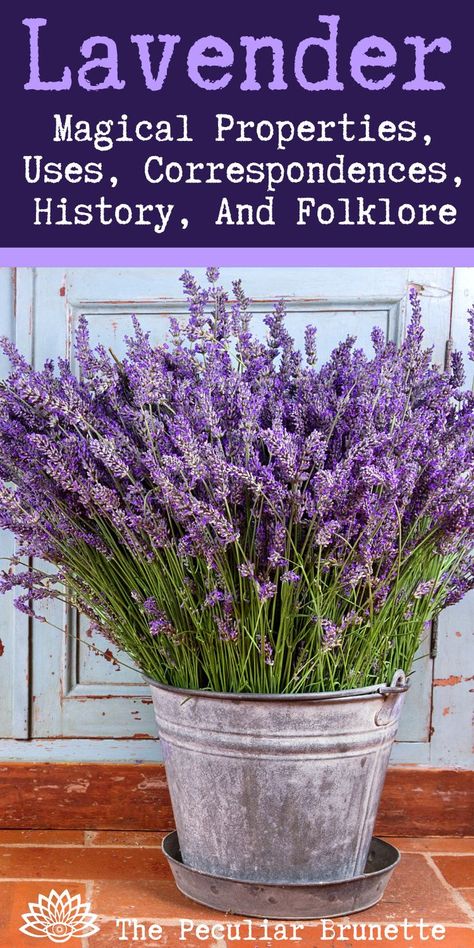 Spells With Lavender, Magical Properties Of Lavender, Lavender Magical Properties, Lavender Witchcraft Uses, Pagan Correspondences, Lavender Witchcraft, Imbolc Ideas, Witchcraft Resources, Lavender Plant Uses