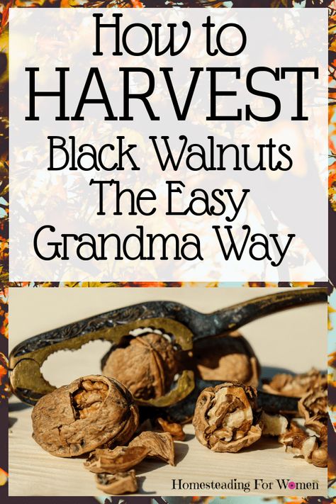 Black Walnuts Recipes, Walnut Flooring, Walnut Tv Stand, Dining Table Walnut, Pork Cheeks, Black Walnut Tree, Wild Food Foraging, Foraging Recipes, Edible Wild Plants