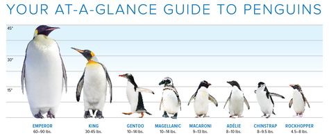 Meet the Elite 8: Penguins of the Southern Ocean Penguin Chart, Different Types Of Penguins, Types Of Penguins, Macaroni Penguin, Magellanic Penguin, Chinstrap Penguin, Rockhopper Penguin, Penguin Species, Adelie Penguin