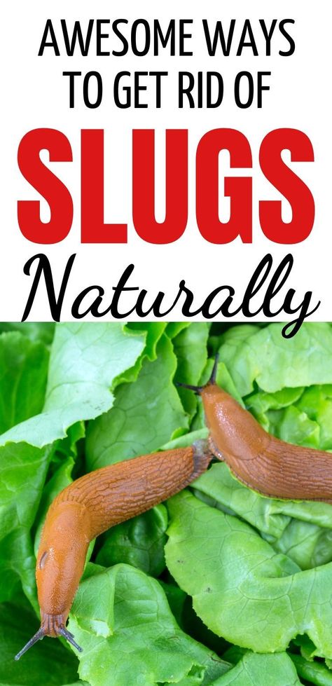 If you have slugs eating your leaves of lettuce, hostas, roses, or other plants, check out these natural remedies, hints, and tips to get rid of and prevent slugs from being in your backyard garden. #slugs #getridofslugs #howtogetridofslugs #gardening @newgardening Slug Repellant, Getting Rid Of Slugs, Slugs In Garden, Organic Insecticide, Organic Pesticide, Lawn Care Tips, Garden Insects, Backyard Vegetable Gardens, Garden Pest Control