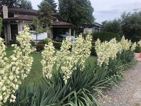 Yucca hedge. Ive never seen yuccas put in a long row like this. Adams Needle Yucca Landscaping, Yucca Plant Outdoor, Yucca Plant Landscaping, Yucca Landscaping, Greenery Backyard, Yucca Garden, Yucca Cane, Bee Balm Flower, Yucca Gloriosa