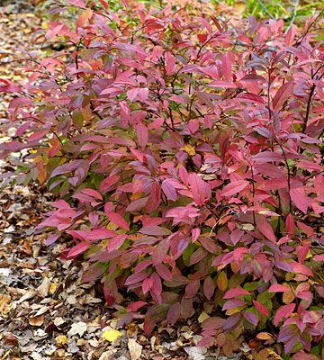 Virginia sweetspire  ~ shrub  ~ fragrant early-summer flowers of white  ~ brilliant red-purple fall color  ~ strongest autumn color in sunny spots  ~ up to 4ft tall and 6ft wide Virginia Sweetspire, Fast Growing Privacy Shrubs, Laurel Shrub, Shrubs For Landscaping, Types Of Shrubs, Purple Leaves, Gardening Zones, Fragrant Plant, Landscaping Tips