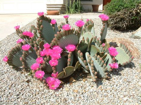 Opuntia basilaris - Beavertail Prickly Pear Cactus | PlantMaster Arid Garden, Beavertail Cactus, Opuntia Basilaris, Opuntia Cactus, Waterwise Garden, Farm Projects, Pear Cactus, Garden Solutions, Prickly Pear Cactus