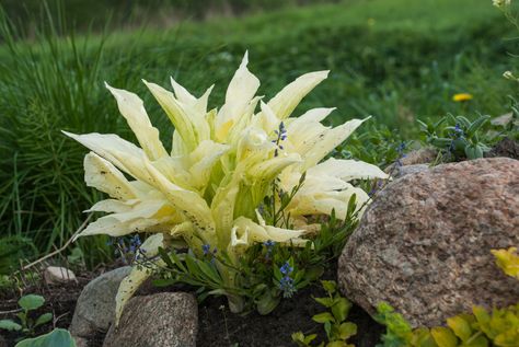 White Feather Hosta, Hosta Care, Plantain Lily, Longfield Gardens, Shade Tolerant Plants, Hosta Varieties, Shade Loving Perennials, Hosta Plants, Herbaceous Perennials