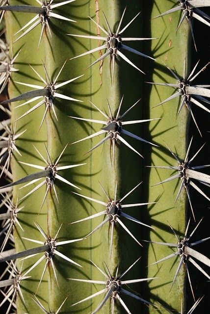 Desert Lifestyle, Cactus Photos, Landscaping Elements, Nature Forms, Fractals In Nature, Nature Texture, Geometric Trees, Photo Texture, Ripe Avocado