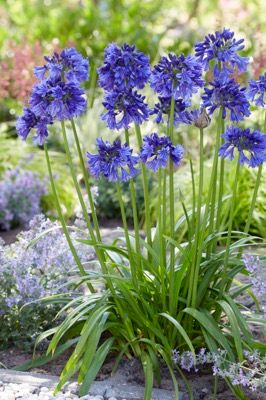 Roof Garden Plants, Globe Planter, Plants For Planters, Agapanthus Blue, Agapanthus Plant, African Plants, Blue Thunder, Mediterranean Plants, Gothic Garden