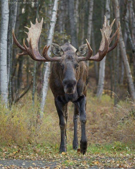 Anchorage, Alaska Creature Anatomy, Moose Painting, Moose Pictures, Tattoos Aesthetic, Moose Hunting, Moose Deer, Deer Species, Bull Moose, Majestic Animals