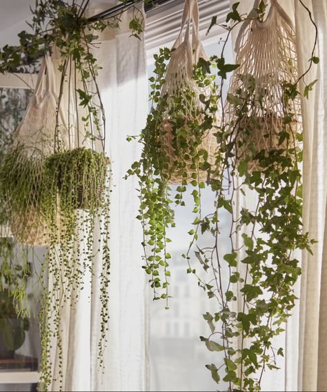 Draping Plants, Nature Inspired Living Room, Plants Hanging, Indoor Plant Wall, Plant Window, Hanging Plants Indoor, Balcony Plants, Vertical Gardens, Hanging Garden