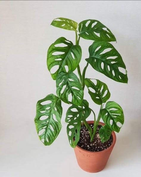 Houseplant Care, Plant Goals, Monstera Adansonii, Plant Tattoo, Plant Decor Indoor, Plant Aesthetic, Monstera Plant, House Plants Decor, House Plant Care