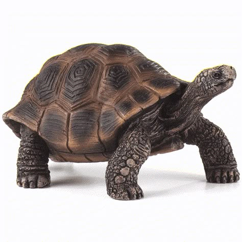 Land Turtles, Tortoise Care, Galapagos Tortoise, Turtle Sculpture, Giant Tortoise, Tortoise Turtle, Animal Help, Pet Hacks, Animal Figures