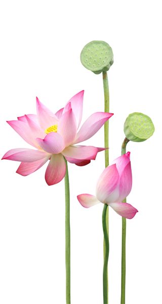 Lotus Flower Pictures, Lotus Flower Art, Sacred Lotus, Lily Lotus, Buddhist Philosophy, Zen Buddhism, Tibetan Buddhism, Flower Art Painting, Water Lily