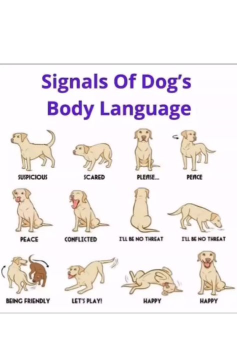 Illustration of various dog body language signals showing emotions like suspicious, scared, happy, and friendly behavior. Dog Body Language, Improve Communication, Pet Care Tips, Pet Training, Pet Owner, Dog Behavior, Dog Health, Puppy Training, Body Language