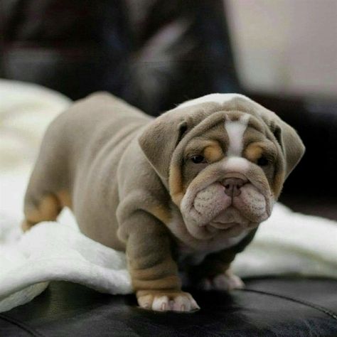 Cute Bulldog Puppies, Positive Dog Training, Cute Bulldogs, English Bulldog Puppies, Baby Animals Pictures, Dog Training Obedience, Cute Dogs And Puppies, Bulldog Puppies, Dog Behavior