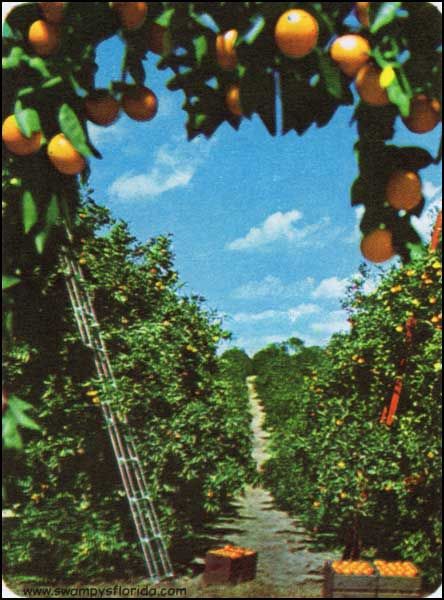 Swampy’s Florida Historic Photos: Oranges in the Land of Sunshine, 1960 : http://swampysflorida.com/?p=7858 Agriculture Brochure, Tattoo Plant, Orange Grove, Florida Oranges, Florida Girl, Historic Photos, Citrus Trees, Orange Aesthetic, Orange Tree