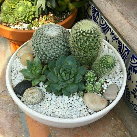 Types Of Gardens, Mini Cactus Garden, Garden Planning Layout, Cactus House Plants, Diy Succulent Terrarium, Gardening Planting, Succulent Garden Indoor, Garden Decoration Ideas, Succulent Garden Design