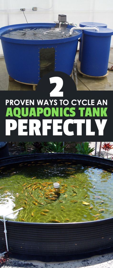 Cycling a tank for aquaponics can be done with fish, or without fish. Find out the difference between the two methods and learn about cycling in general here. Aquaponics Greenhouse, Aquaponics Fish, Aquaponics Diy, Aquaponic Gardening, Aquaponics System, Fish Farming, Growing Fruit, Hydroponic Gardening, Urban Farming