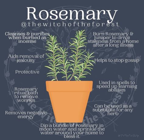 Rosemary Plants, Magickal Herbs, Inner Witch, Spell Work, Plant Magic, Magic Herbs, Kitchen Witchery, Magical Herbs, Witch Spell Book