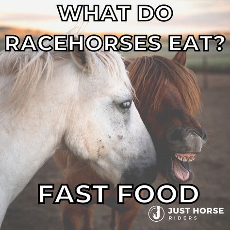 Everyone loves a good dad joke! www.justhorseriders.co.uk  #equestrian #horsegirl #justhorseriders #horseriding #horselife #horselover #equestrianlife #horse #pony #funny Equestrian Memes, Funny Horse Memes, Horse Memes, Horse Jokes, Horse Pony, Horse Quotes, Funny Horse, Equestrian Life, Horse Life