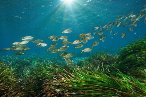 School of fish swimming in sunlit seagrass. Ocean Plants, Underwater Plants, Colorful Fish, Ocean Animals, Sea Fish, Underwater Photography, Mediterranean Sea, Sea Animals, Marine Life