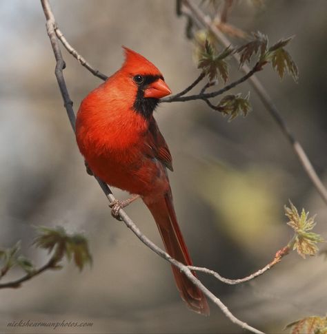 Cardinal Painting, Bird Identification, Beautiful Wallpapers For Iphone, Northern Cardinal, Sunflower Pictures, Cardinal Bird, Skull Painting, Cardinal Birds, Red Bird