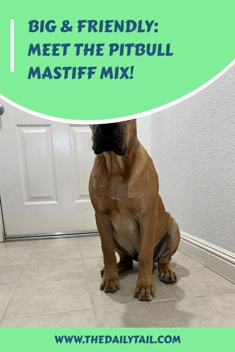 Big & Friendly: Meet the Pitbull Mastiff Mix! Mastiff Shepherd Mix Dogs, Pitbull Mastiff, Mastiff Mix Dogs, Mastiff Pitbull Mix Dogs, American Bandogge Mastiff, Mastiff Dogs Neopolitan, Guardian Dog, Mastiff Mix, Unique Dog Breeds