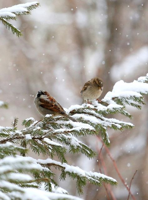 Winter Equinox, A Snowy Day, A Level Art Sketchbook, Winter Green, Winter Cabin, Winter Photos, Sparrows, Winter Is Here, Winter Scenery