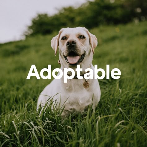 Adoption Website, Dog Adoption Event, Dog Website, Charity Branding, Rescue Dogs For Adoption, Dog Marketing, Pet Brand, Pet Branding, Disabled Dog