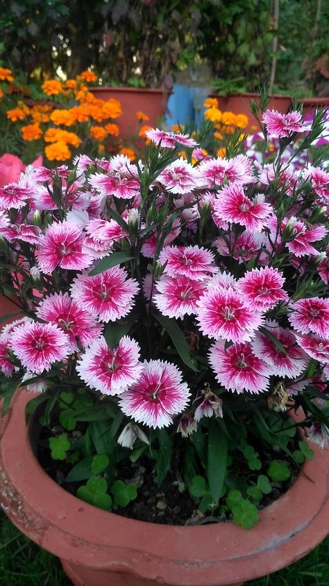 Rainbow pink Dianthus chinensis Dianthus Flowers In Pots, Dianthus Flowers Landscape, Dianthus Chinensis, Sweet William Flowers, Flower Garden Images, Pink Dianthus, Dianthus Flowers, Growing Mint, Flower Shop Decor