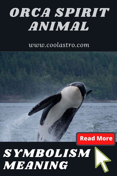 Click here to know about orca spirit animal, we have explained spritual meaning of orca. Visit the website The most in-depth orca Symbolism & orca Meanings! orca as a Spirit, Totem, & Power Animal. Spirit Animal Meaning, Animal Meanings, Spiritual Animal, Power Animal, Animal Totems, Spiritual Meaning, Spirit Animal, Meant To Be, Spirituality