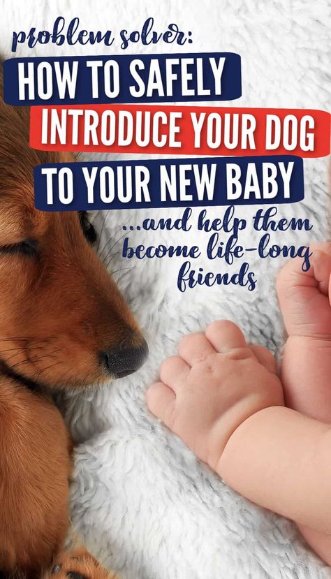 Introducing Dog To Baby, Dog And Baby Pictures, Puppies And Babies, Puppy Dog Nursery, Dog And Baby, Baby And Dog, Couple Comics, Dog Baby Shower, Hyper Dog