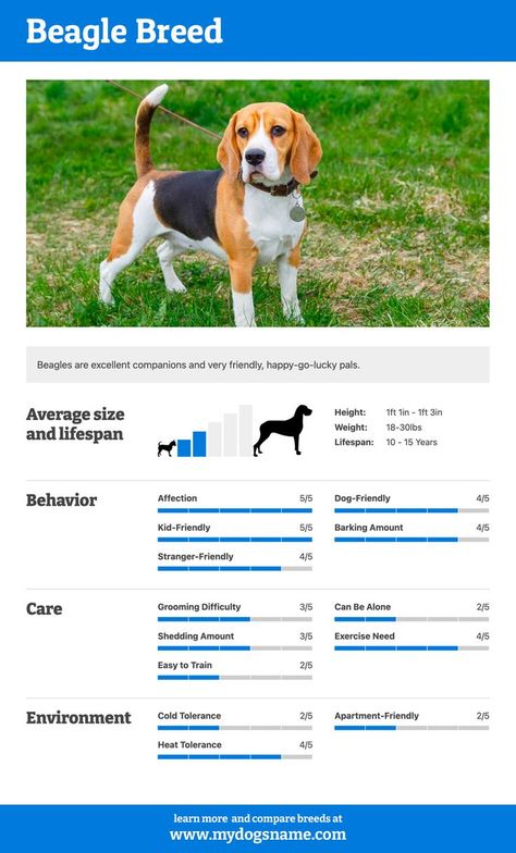 The Beagle is a happy, friendly canine companion. With our Beagle breed guide, you'll discover everything you need to know about this lovable pup. For example, how much does a Beagle shed? How much exercise do they require? Are they easy to train? You'll get all this information and much more. #dogs #puppies #beagle Beagle Dog Facts, Beagle Breeds, Dog Breeds List, Beagle Mix, Dog Facts, Best Dog Breeds, Beagle Puppy, Beagle Dog, Pet Training