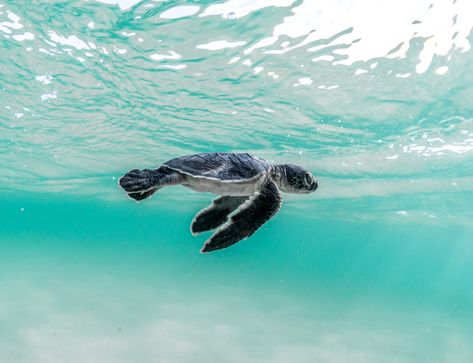 Turtle Conservation, Baby Sea Turtles, A Turtle, Sea Turtles, Sea Turtle, Turtles, Live Life