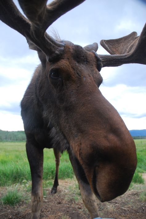 Moose Pictures, Deer Species, Moose Deer, Bull Moose, Wild Creatures, A Bull, Fascinating Facts, Silly Animals, Animal Wallpaper