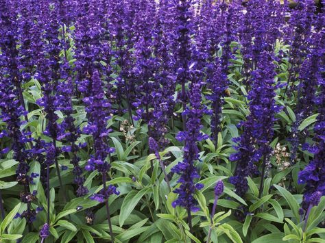 Mealy cup sage (Salvia farinacea) comes in purples and whites, but it's the blue varieties that make gardeners swoon. Here's how to grow these stunners Rose Companion Plants, Salvia Plants, Fall Perennials, Companion Gardening, Sage Plant, Growing Tomatoes In Containers, Gardening Techniques, Blue Sage, Flower Spike