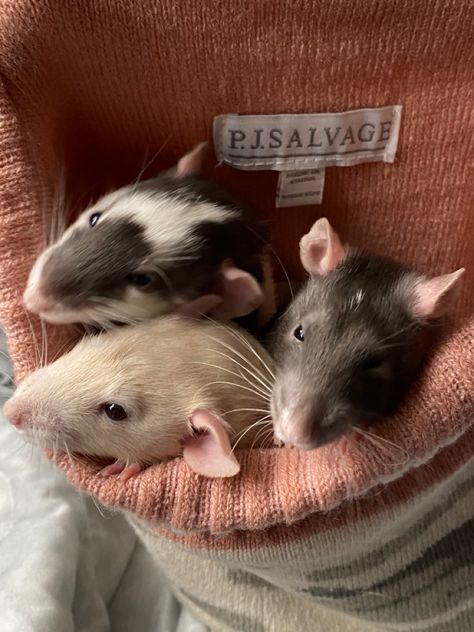 2 Rats Together, White Rat Aesthetics, Rats Cute Aesthetic, Pet Rats Cute Pictures, Group Of Rats, City Rats, Rattus Rattus, Dumbo Rat, Baby Rats