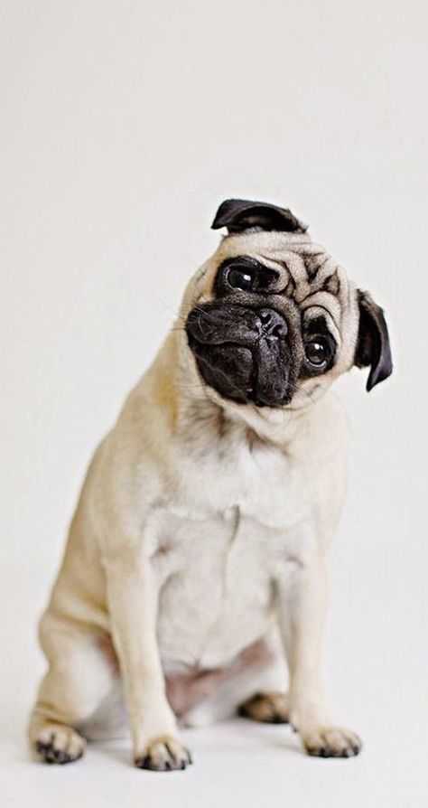 pug head tilt Anjing Pug, Baby Pug, Pugs And Kisses, Baby Pugs, Pug Puppies, Pugs Funny, Cute Pugs, Pug Lover, Pug Love