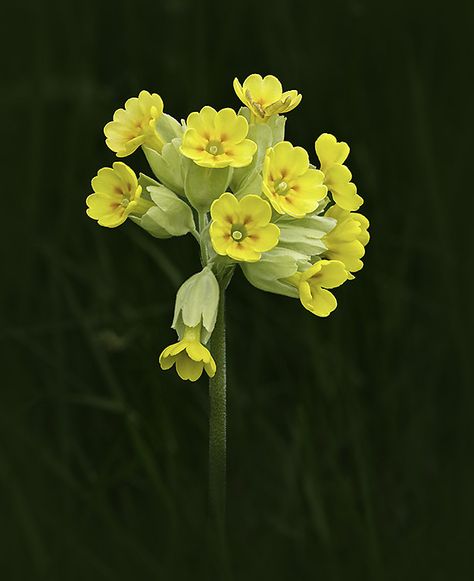 Cowslip: Primula veris Cowslips Flower, Primula Veris, Live Earth, Skull Flowers, Cat Skull, Botanical Beauty, Flower Skull, Reference Photos, Hedges