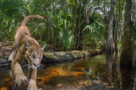 Images offer glimpse into life of endangered Florida panther | Environment | The Guardian Wild Panther, Florida Panther, Natural History Museum London, Mountain Lion, Florida Panthers, Whitetail Deer, Photo Story, Photojournalism, Animal Photo