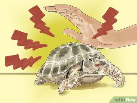 How to Care for a Tortoise (with Pictures) - wikiHow Tartaruga Habitat, Russian Tortoise Diet, Tortoise Food, Tortoise House, Tortoise Enclosure, Russian Tortoise, Tortoise Care, Tortoise Habitat, Baby Tortoise